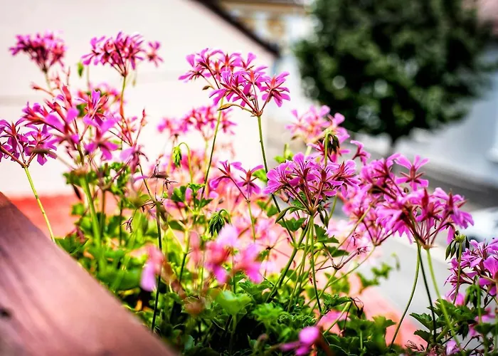 Dora Holiday House Кестхей